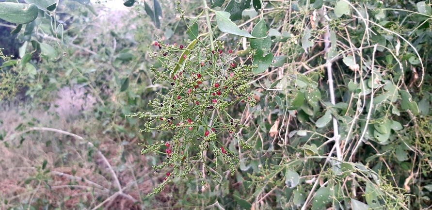 סלוודורה פרסית  צולם על ידי דורון ניסים 