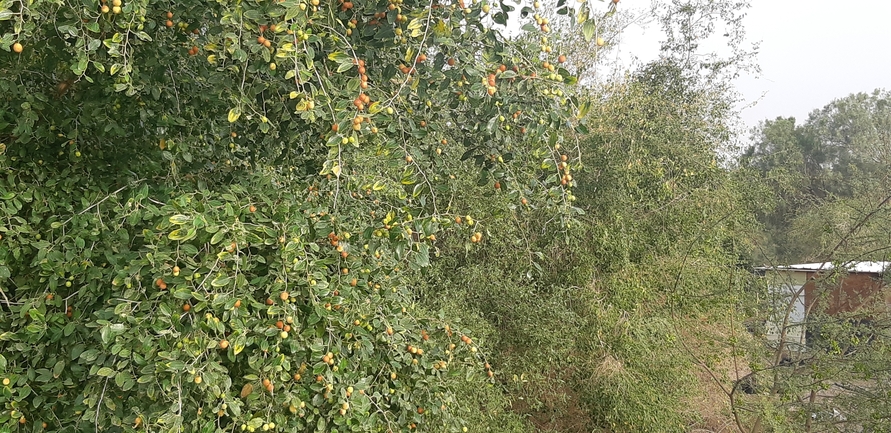 אירוס הגלבוע  צולם על ידי דורון ניסים 