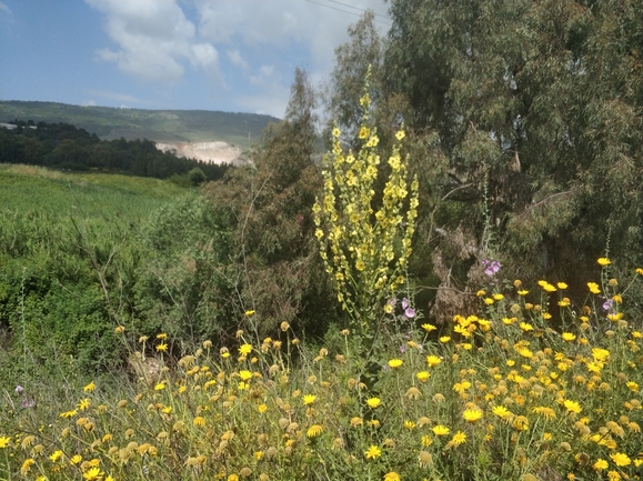 בוצין הגליל  צולם על ידי מרב לבל 