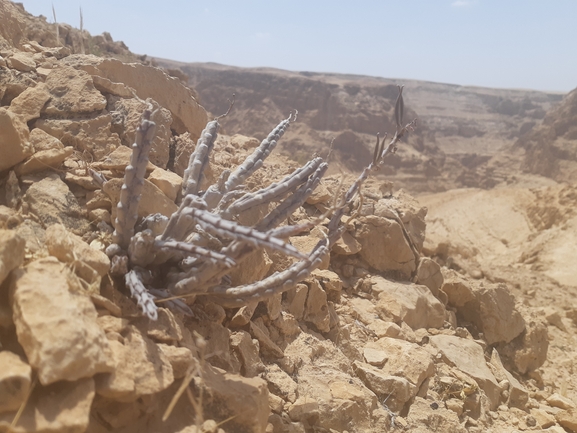 אירוס הגלבוע  צולם על ידי אסף מזרחי 