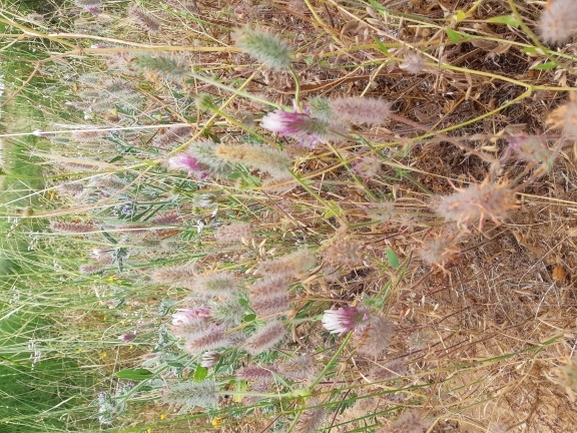 אירוס הגלבוע  צולם על ידי מרגרטה וולצ'אק 