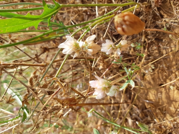 תלתן פלשתי  צולם על ידי מרגרטה וולצ'אק 