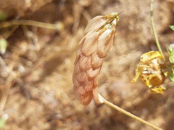 אירוס הגלבוע  צולם על ידי מרגרטה וולצ'אק 