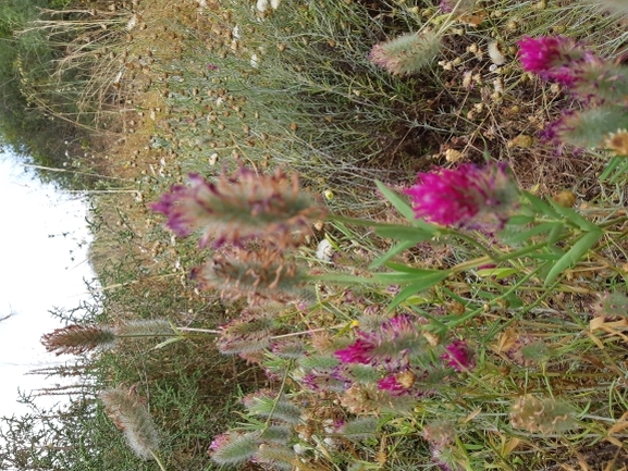 אירוס הגלבוע  צולם על ידי מרגרטה וולצ'אק 