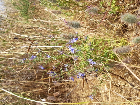 געדה קיפחת  צולם על ידי מרגרטה וולצ'אק 