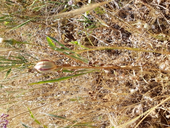 אירוס הגלבוע  צולם על ידי מרגרטה וולצ'אק 