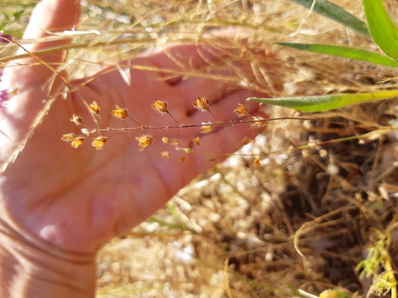 שמשונית הטיפין  צולם על ידי מרגרטה וולצ'אק 