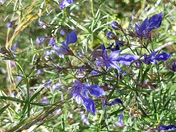 געדה קיפחת  צולם על ידי מרגרטה וולצ'אק 