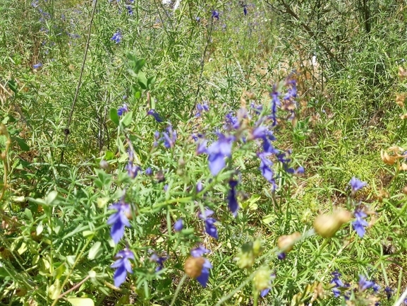 געדה קיפחת  צולם על ידי מרגרטה וולצ'אק 