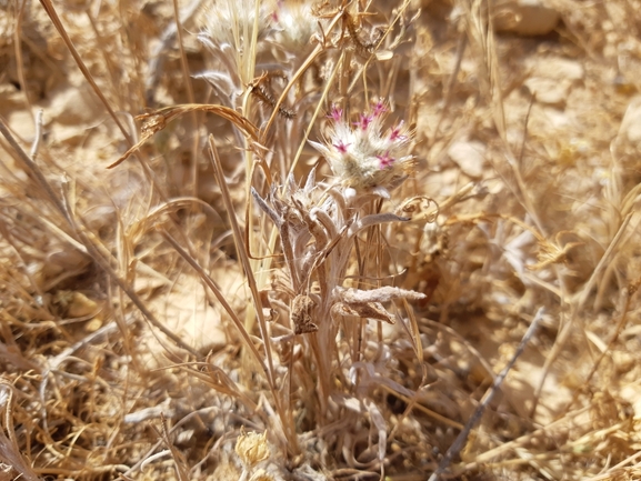 עקצוץ מזרחי  צולם על ידי ידידיה שמואל 