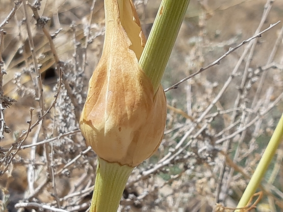 כלך דנין  צולם על ידי ידידיה שמואל 