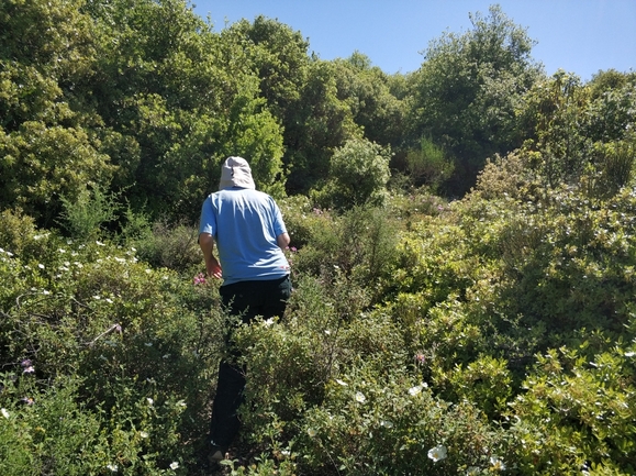 ארנריה נימית  צולם על ידי מרב לבל 