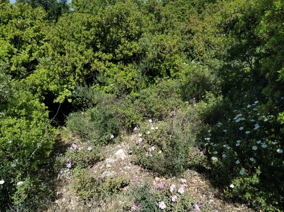 ארנריה נימית  צולם על ידי מרב לבל 