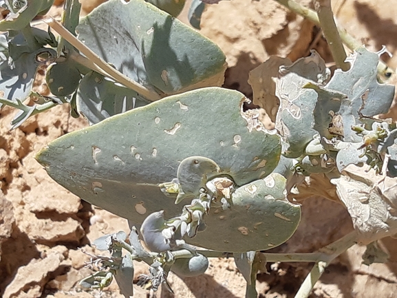 מוריקת סיני  צולם על ידי ידידיה שמואל 