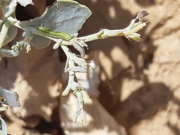 מוריקת סיני  צולם על ידי ידידיה שמואל 