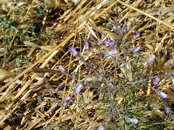 געדה זעירת-פרחים  צולם על ידי מרב לבל 