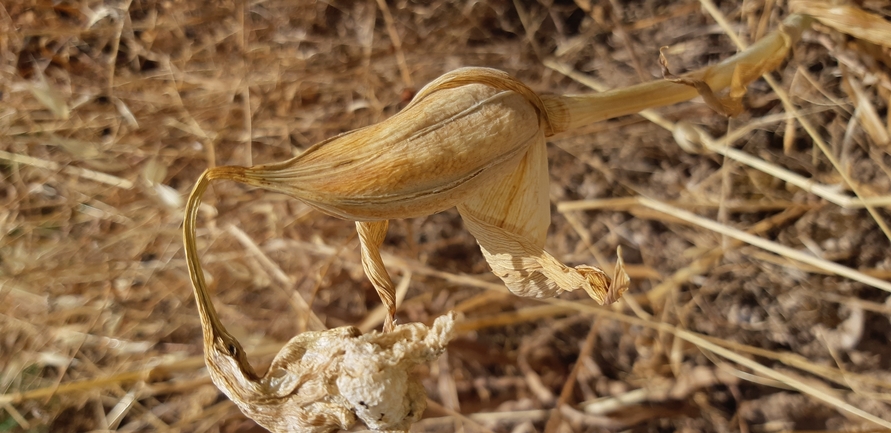 אירוס הדור  צולם על ידי עידו שקד 