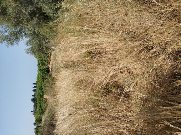 בוצין בירותי  צולם על ידי מרב לבל 