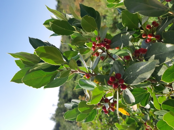 אירוס הארגמן  צולם על ידי מרגרטה וולצ'אק 