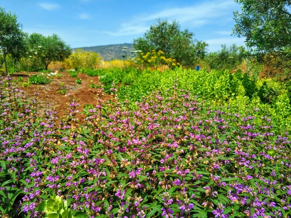 שלהבית הגלגל  צולם על ידי גל וין 