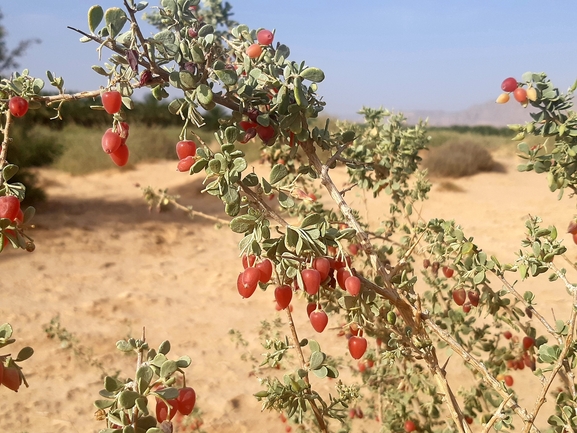 אירוס הגלבוע  צולם על ידי דורון ניסים 