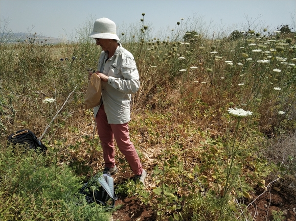 מרווה סורית  צולם על ידי מרב לבל 