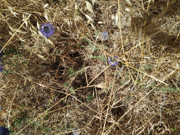 אלקנת הגליל  צולם על ידי מרב לבל 