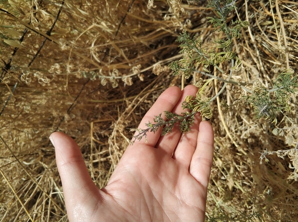 געדה זעירת-פרחים  צולם על ידי מרב לבל 