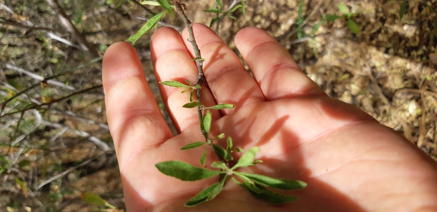 אירוס הדור  צולם על ידי עידו שקד 