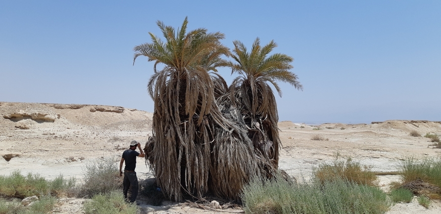 ציצן קצר  צולם על ידי אסף צוער 