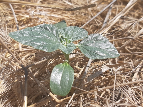 לשישית מקומטת  צולם על ידי צליל לבין 