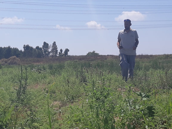 לשישית מקומטת  צולם על ידי צליל לבין 