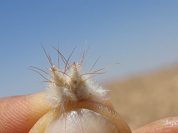 עקצוץ מזרחי  צולם על ידי ידידיה שמואל 