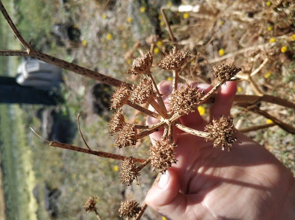 יינית בינונית  צולם על ידי מרב לבל 