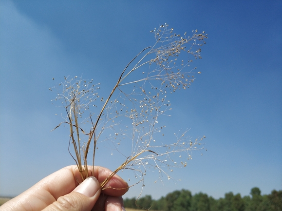 אנטינוריית האיים  צולם על ידי מרב לבל 