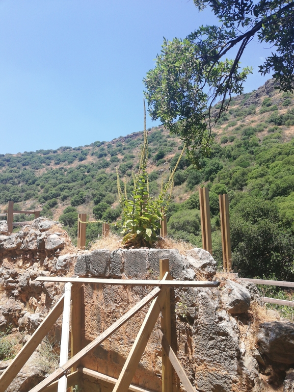 בוצין קיסריון  צולם על ידי ענבר חשמונאי 