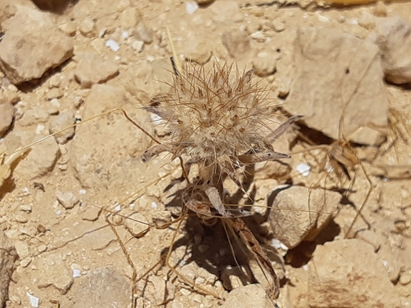 עקצוץ מזרחי  צולם על ידי ידידיה שמואל 