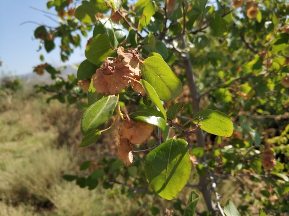 פואירנה שעירה  צולם על ידי מרב לבל 