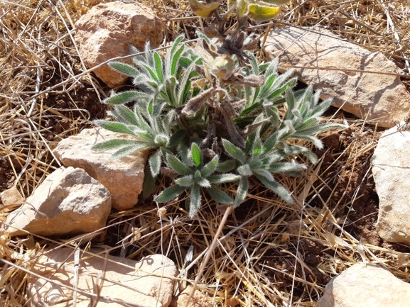 אלקנת הגליל  צולם על ידי מרגרטה וולצ'אק 