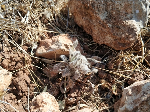 אלקנת הגליל  צולם על ידי מרב לבל 