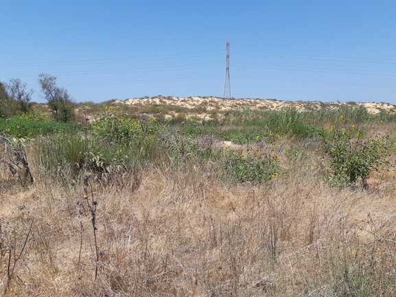 אירוס הגלבוע  צולם על ידי סיון מרדוק 