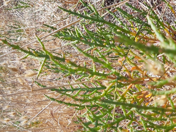 פרקן עשבוני  צולם על ידי מרגרטה וולצ'אק 