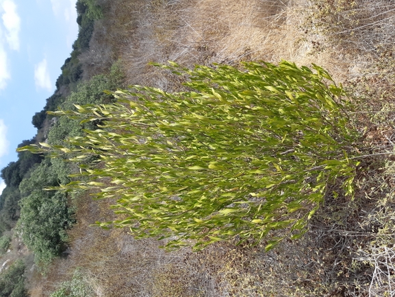 אירוס הגלבוע  צולם על ידי אורי אורבך 