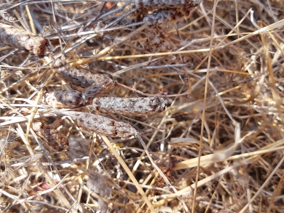 תלתן דגול  צולם על ידי מרגרטה וולצ'אק 