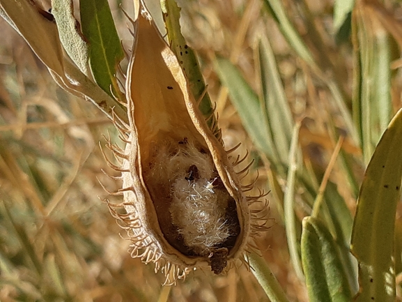 מסמור סיני  צולם על ידי ידידיה שמואל 