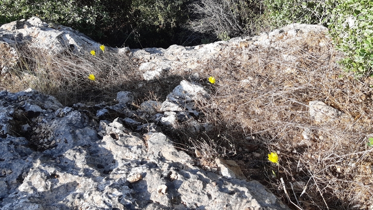 אירוס הגלבוע  צולם על ידי אריאל קדם 