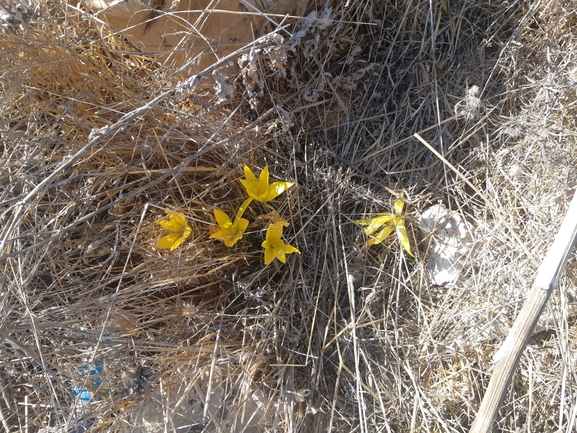 אירוס הגלבוע  צולם על ידי שמואל קדושי 