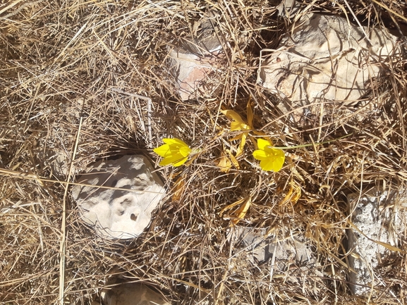 אירוס הגלבוע  צולם על ידי שמואל קדושי 