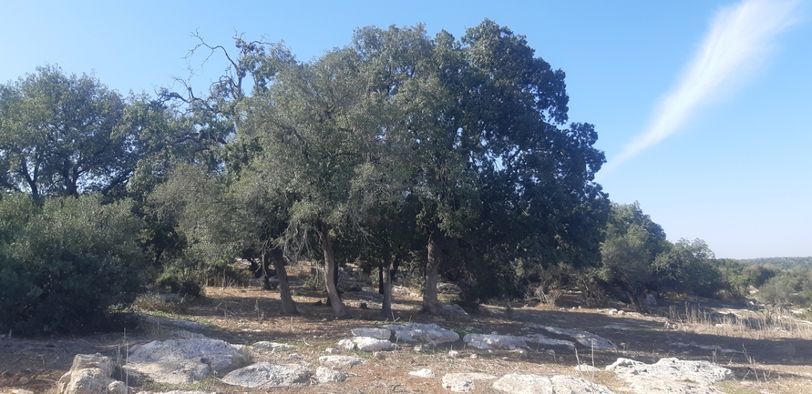 אירוס הגלבוע  צולם על ידי ליעד כהן 