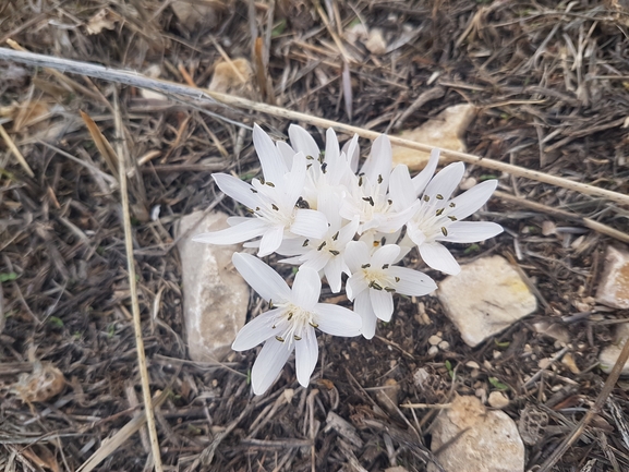 ציצן קצר  צולם על ידי קובי הלפגוט 